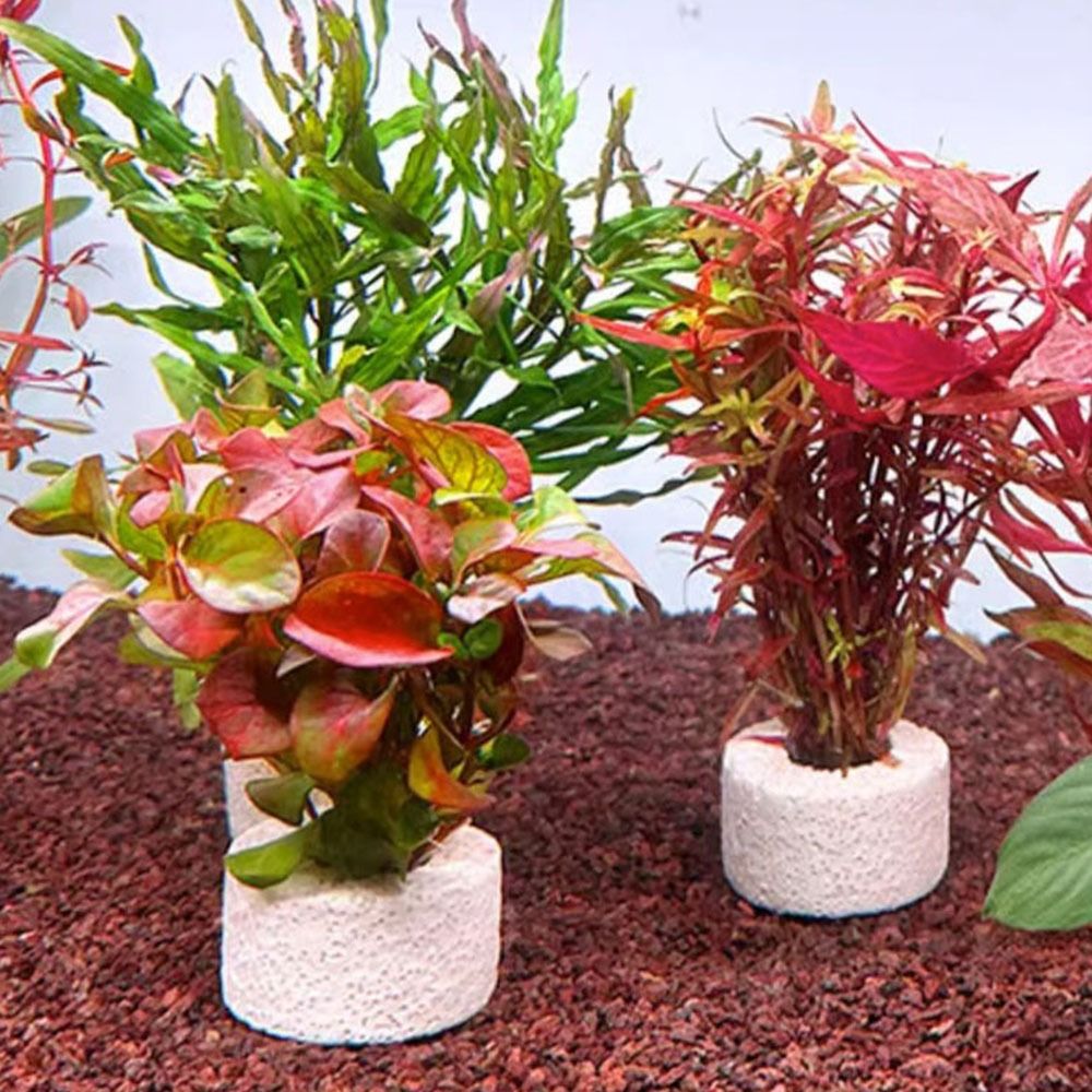 10Pcs Weighted Ring Aquatic Pl - Planted Aquarium Pictures 评论和价格