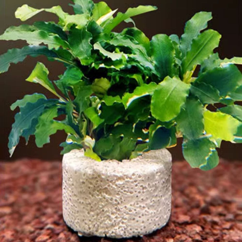 10Pcs Weighted Ring Aquatic Pl - Planted Aquarium Pictures 评论和价格