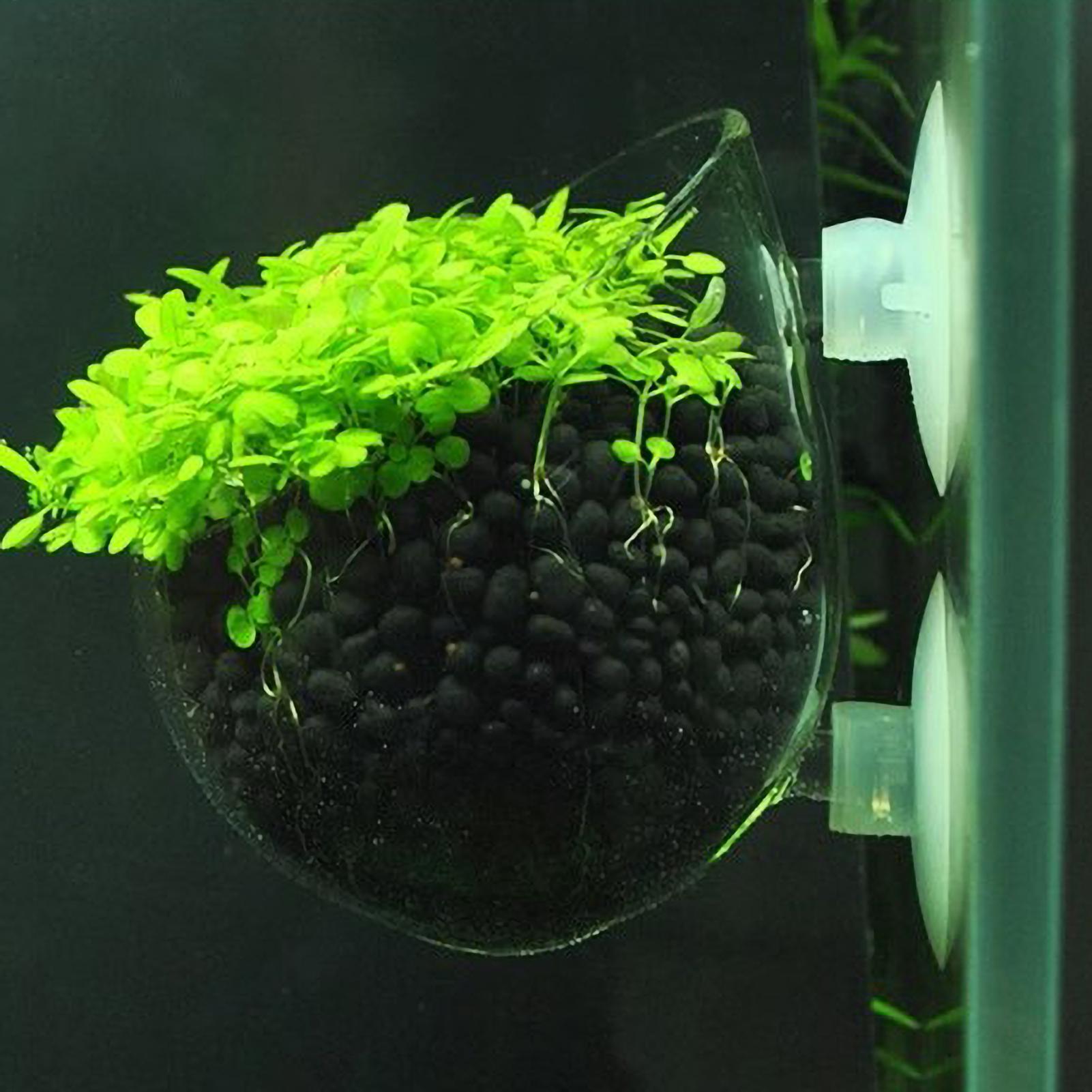 Aquarium Plant Holder Glass Aq - Aquarium Plant Growth 评论和价格