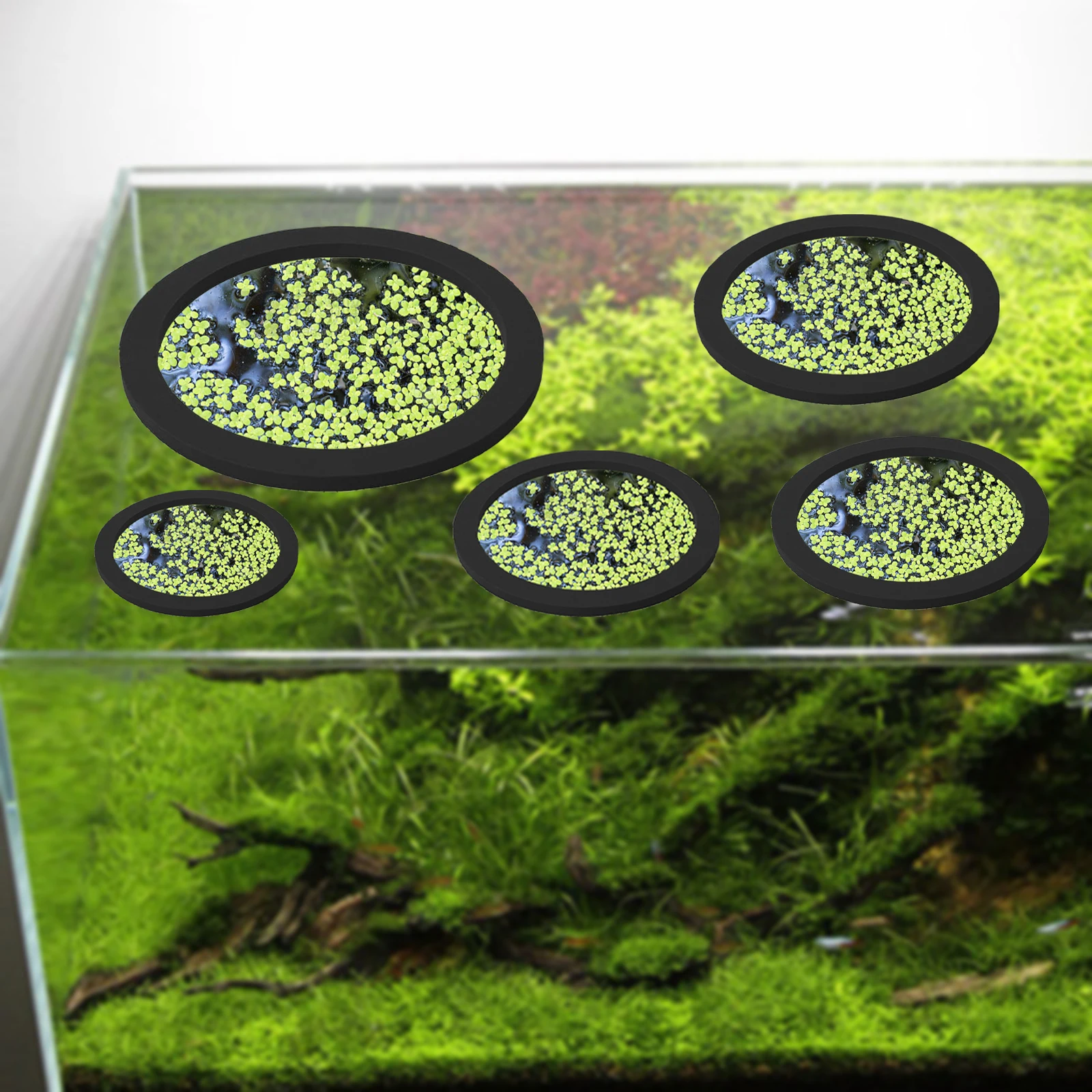 5Pcs EVA Fish Feeding Ring Aqu - Aquarium For Planted Tank 评论和价格