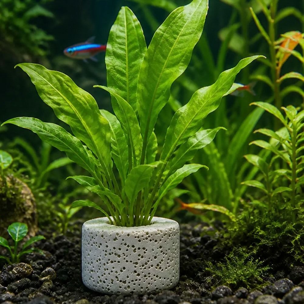 10Pcs Weighted Ring Aquatic Pl - Planted Aquarium Pictures 评论和价格