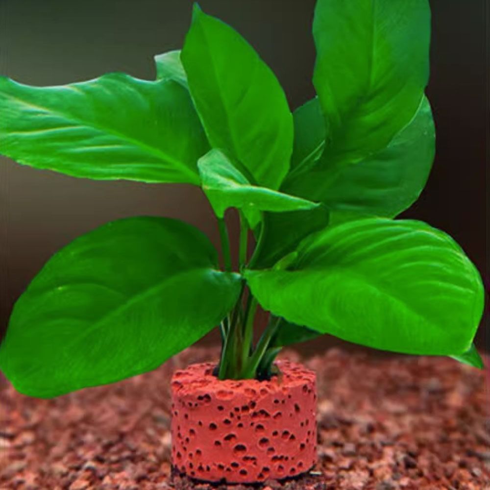 10Pcs Weighted Ring Aquatic Pl - Planted Aquarium Pictures 评论和价格
