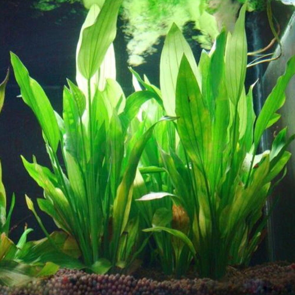 15cm Artificial Aquarium Decor - Aquarium Plant Design 评论和价格