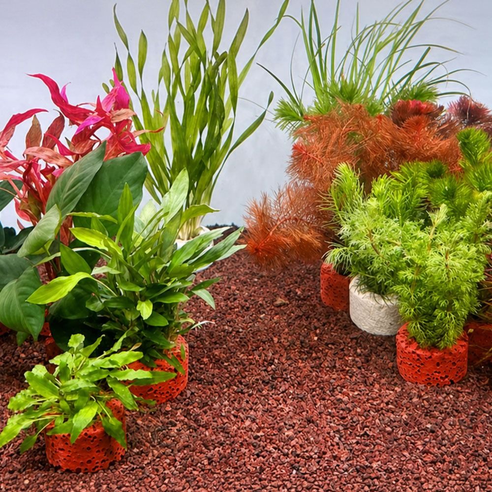 10Pcs Weighted Ring Aquatic Pl - Planted Aquarium Pictures 评论和价格