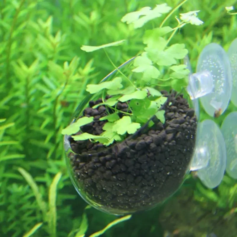 Clear Aquatic Plant Cup With S - Aquarium Plant Holder 评论和价格