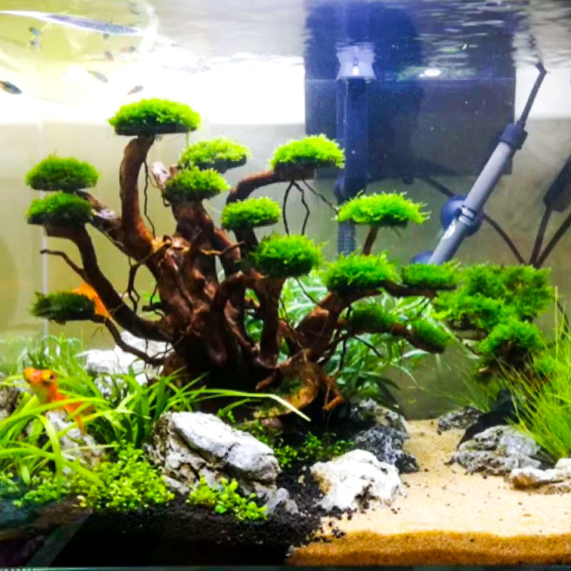 Aquarium Landscaping Moss Tree - Aquarium Plant Design 评论和价格