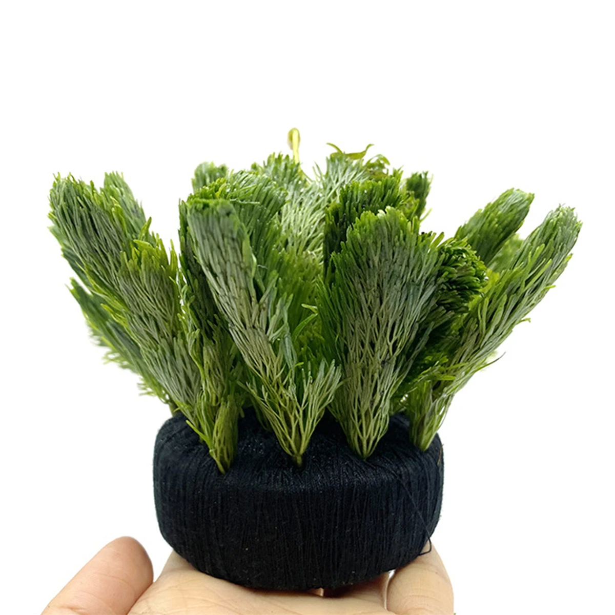 5Pcs Black Fish Tank Water Gra - Aquarium Planted Substrate 评论和价格